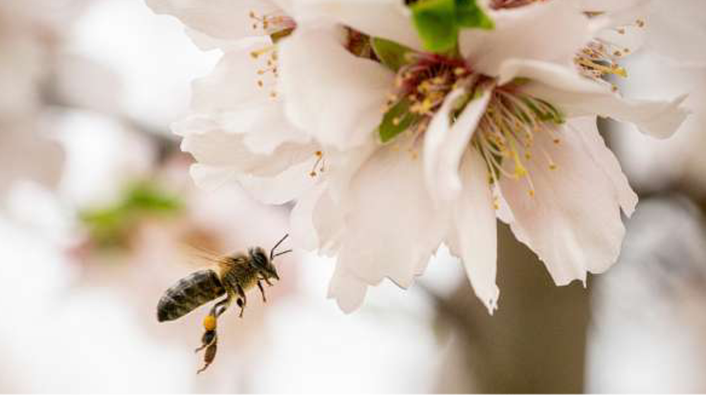 Label BEE FRIENDLY®
